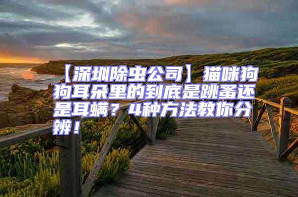 【深圳除蟲公司】貓咪狗狗耳朵里的到底是跳蚤還是耳螨？4種方法教你分辨！