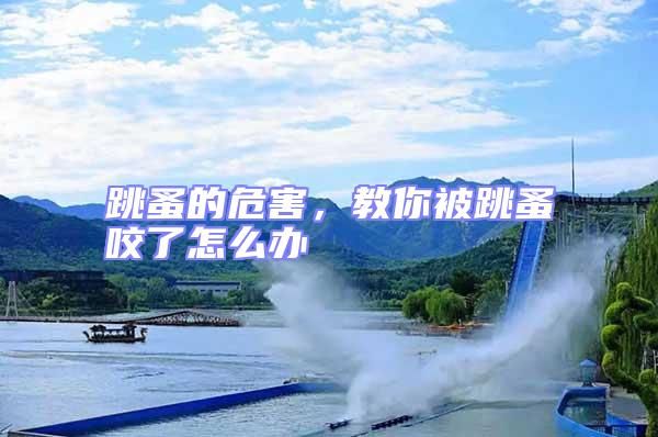 跳蚤的危害，教你被跳蚤咬了怎么辦