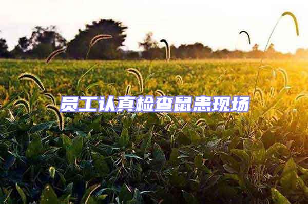員工認(rèn)真檢查鼠患現(xiàn)場(chǎng)