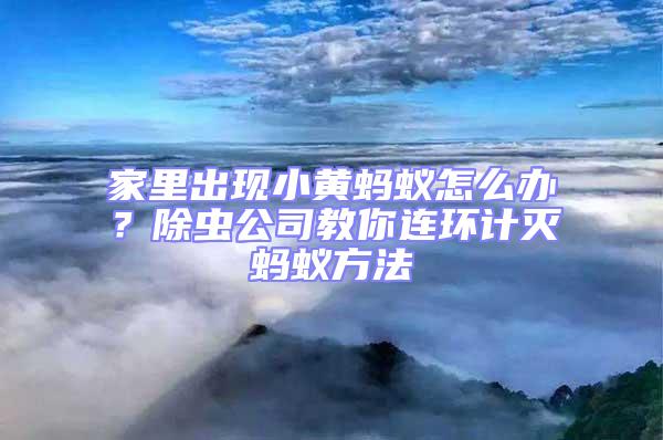 家里出現小黃螞蟻怎么辦?除蟲公司教你連環計滅螞蟻方法