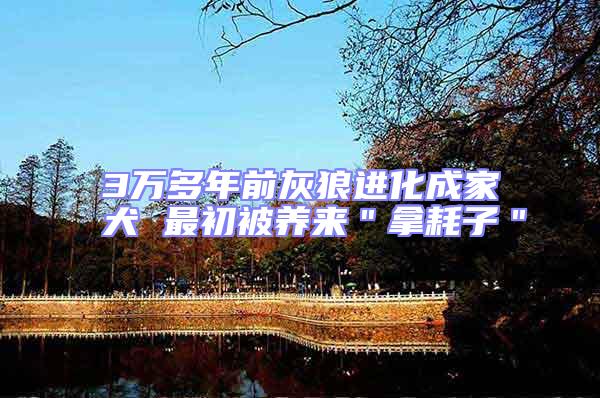 3萬多年前灰狼進化成家犬 最初被養來"拿耗子"