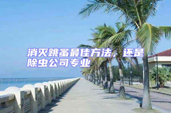消滅跳蚤最佳方法，還是除蟲(chóng)公司專(zhuān)業(yè)