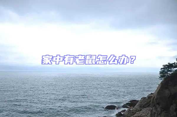 家中有老鼠怎么辦？