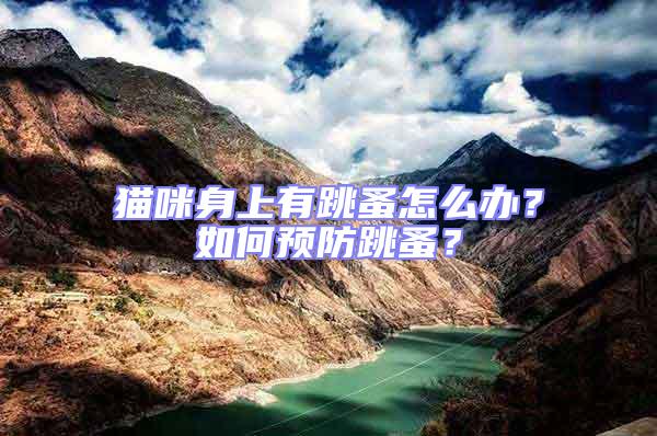 貓咪身上有跳蚤怎么辦？如何預防跳蚤？