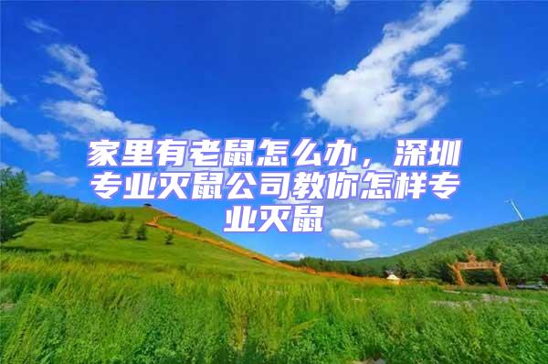 家里有老鼠怎么辦,深圳專業滅鼠公司教你怎樣專業滅鼠