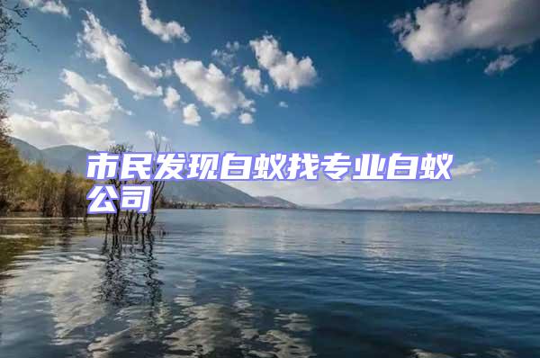 市民發(fā)現(xiàn)白蟻找專(zhuān)業(yè)白蟻公司