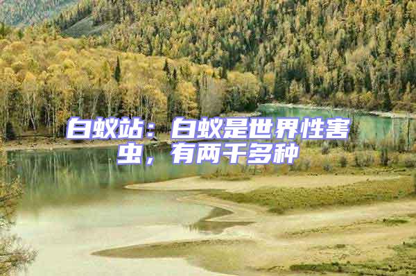白蟻站：白蟻是世界性害蟲，有兩千多種