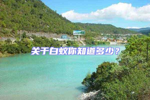 關(guān)于白蟻你知道多少?