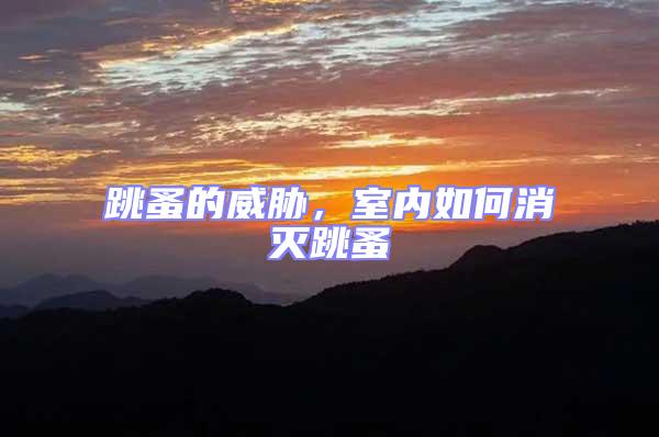 跳蚤的威脅,室內如何消滅跳蚤