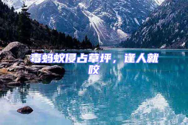 毒螞蟻侵占草坪,逢人就咬