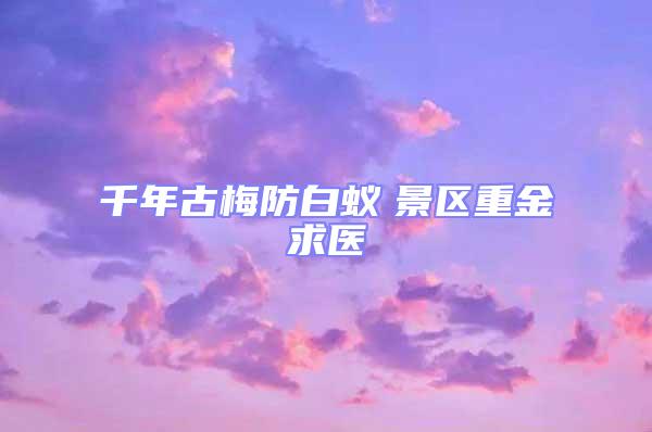 千年古梅防白蟻 景區(qū)重金求醫(yī)