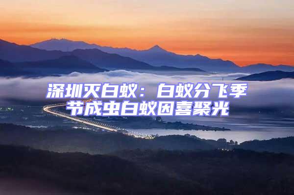 深圳滅白蟻:白蟻分飛季節(jié)成蟲白蟻因喜聚光