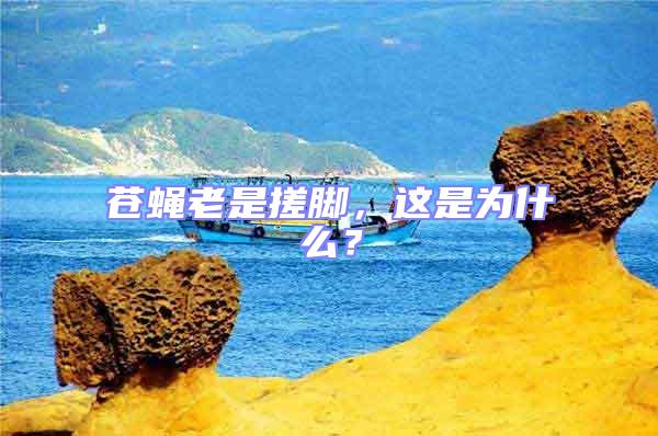 蒼蠅老是搓腳，這是為什么？