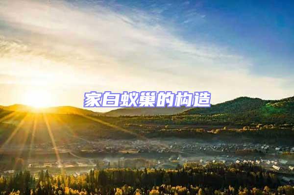 家白蟻巢的構(gòu)造