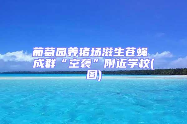 葡萄園養(yǎng)豬場滋生蒼蠅 成群“空襲”附近學(xué)校(圖)