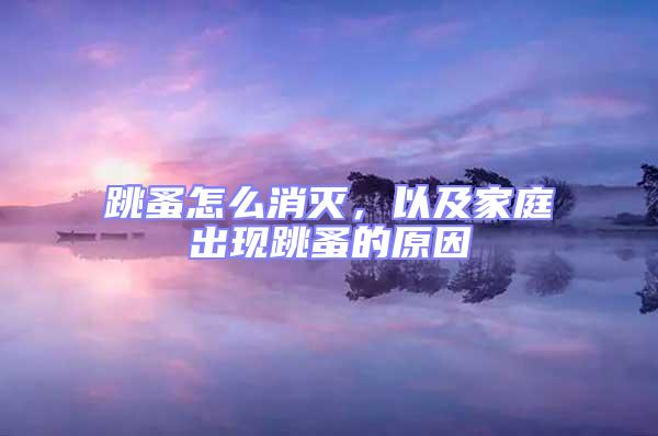 跳蚤怎么消滅,以及家庭出現跳蚤的原因