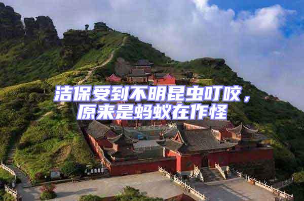 潔保受到不明昆蟲叮咬,原來是螞蟻在作怪