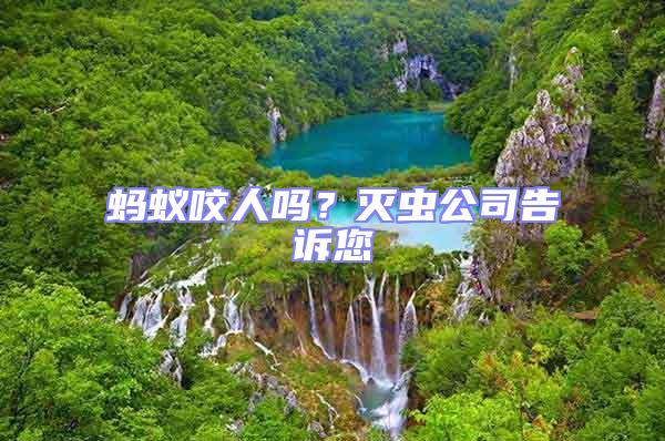 螞蟻咬人嗎？滅蟲公司告訴您