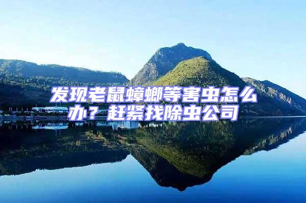 發現老鼠蟑螂等害蟲怎么辦？趕緊找除蟲公司