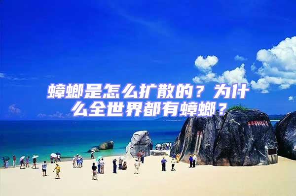 蟑螂是怎么擴散的？為什么全世界都有蟑螂？
