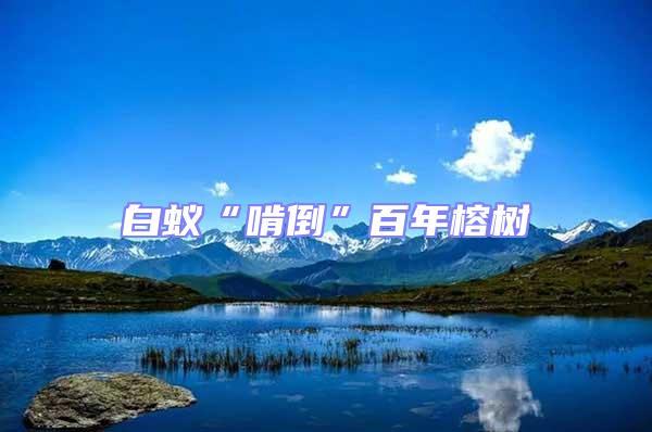 白蟻“啃倒”百年榕樹(shù)