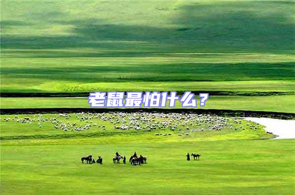 老鼠最怕什么?