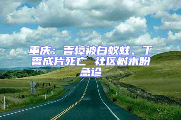 重慶:香樟被白蟻蛀、丁香成片死亡 社區(qū)樹(shù)木盼急診