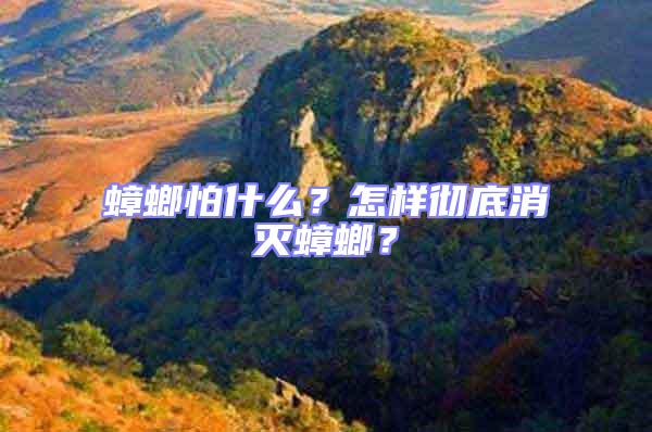 蟑螂怕什么？怎樣徹底消滅蟑螂？
