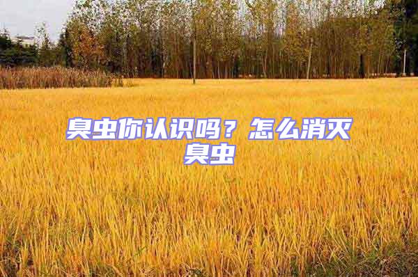 臭蟲你認識嗎？怎么消滅臭蟲