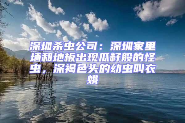 深圳殺蟲公司:深圳家里墻和地板出現瓜籽般的怪蟲,深褐色頭的幼蟲叫衣蛾
