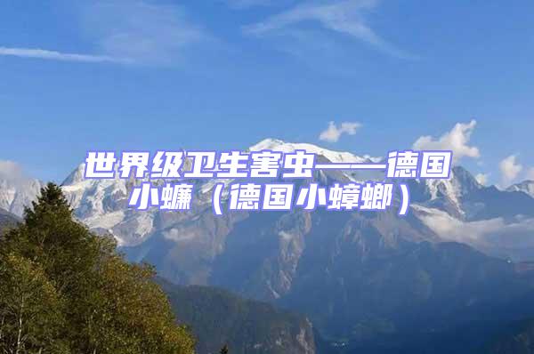 世界級衛生害蟲——德國小蠊(德國小蟑螂)