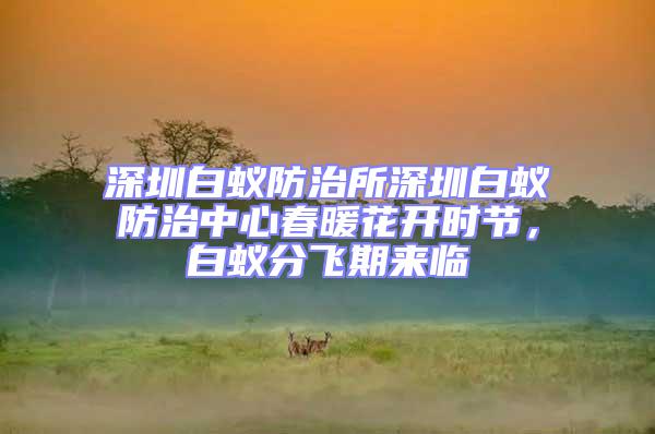 深圳白蟻防治所深圳白蟻防治中心春暖花開時節，白蟻分飛期來臨