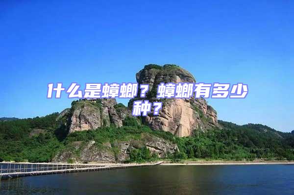 什么是蟑螂？蟑螂有多少種？