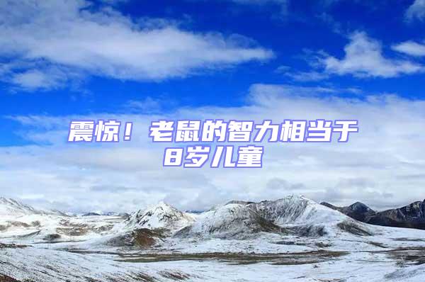 震驚！老鼠的智力相當于8歲兒童