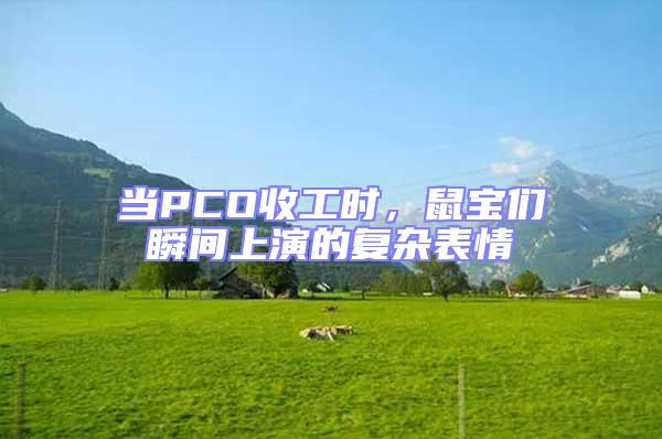 當(dāng)PCO收工時(shí)，鼠寶們瞬間上演的復(fù)雜表情