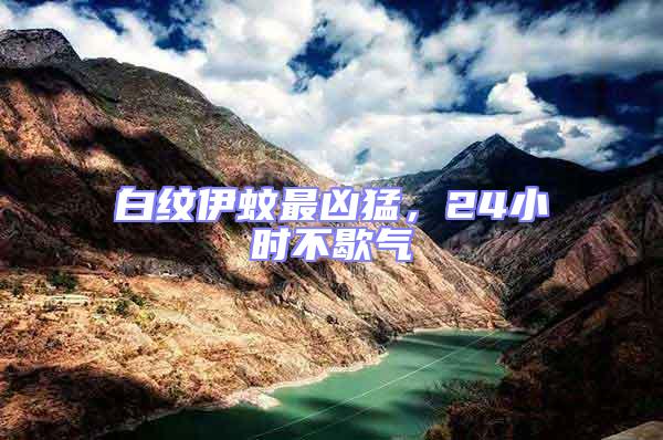 白紋伊蚊最兇猛,24小時不歇氣