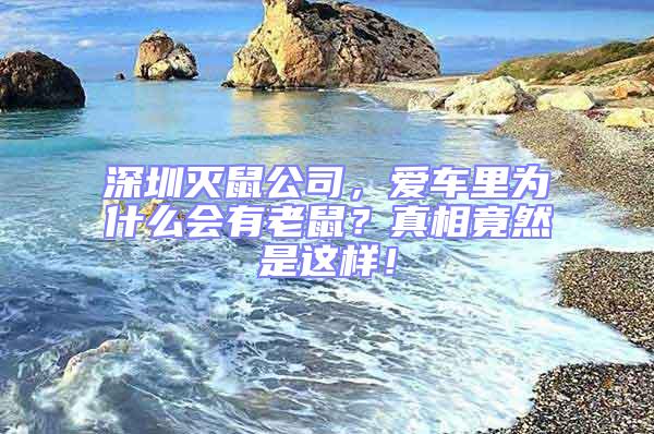 深圳滅鼠公司，愛車里為什么會有老鼠？真相竟然是這樣！