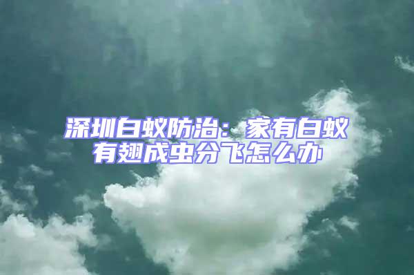 深圳白蟻防治:家有白蟻有翅成蟲分飛怎么辦