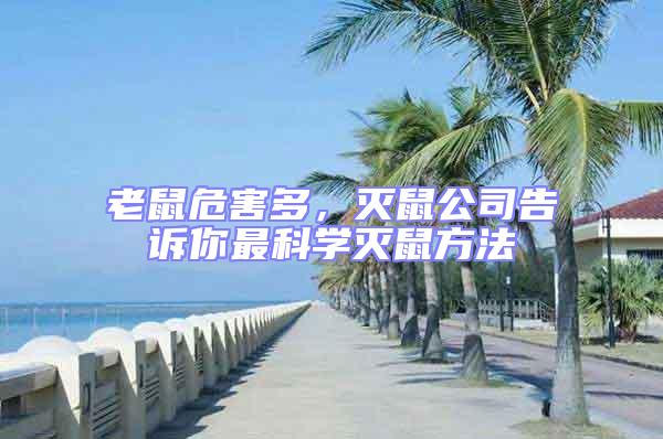 老鼠危害多,滅鼠公司告訴你最科學滅鼠方法