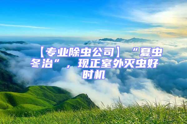 【專業除蟲公司】“夏蟲冬治”，現正室外滅蟲好時機