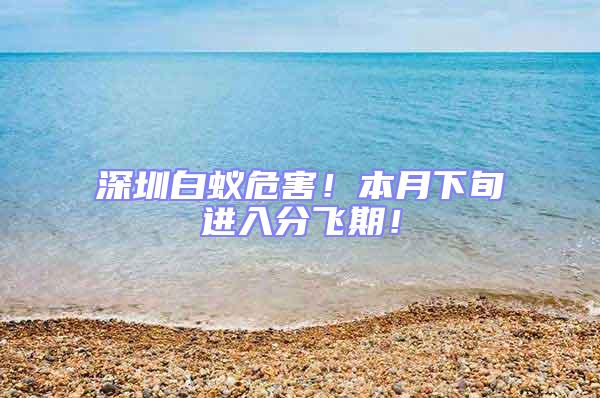 深圳白蟻危害!本月下旬進(jìn)入分飛期!