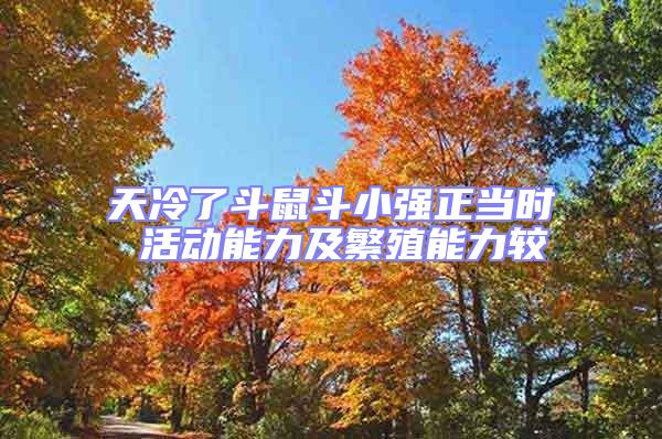 天冷了斗鼠斗小強(qiáng)正當(dāng)時(shí) 活動(dòng)能力及繁殖能力較