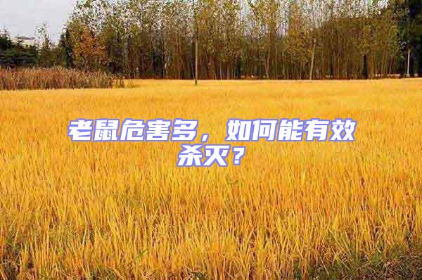 老鼠危害多，如何能有效殺滅？