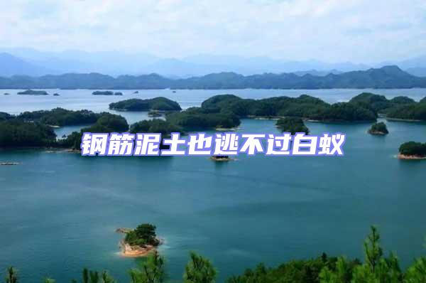 鋼筋泥土也逃不過(guò)白蟻