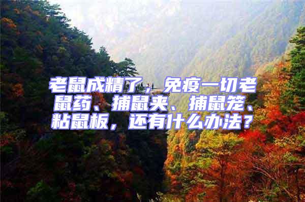 老鼠成精了,免疫一切老鼠藥、捕鼠夾、捕鼠籠、粘鼠板,還有什么辦法?