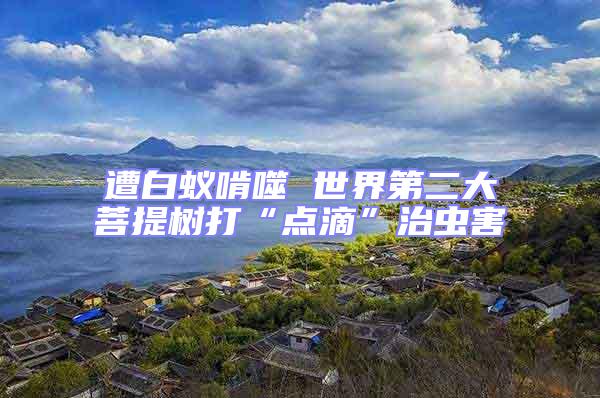 遭白蟻啃噬 世界第二大菩提樹打“點(diǎn)滴”治蟲害