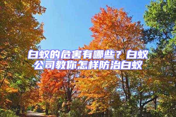 白蟻的危害有哪些?白蟻公司教你怎樣防治白蟻
