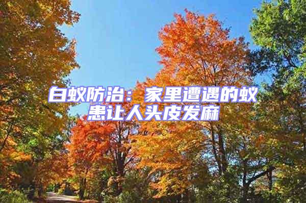 白蟻防治:家里遭遇的蟻患讓人頭皮發麻