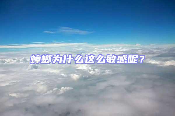 蟑螂為什么這么敏感呢?