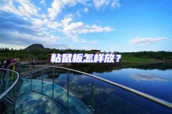 粘鼠板怎樣放?